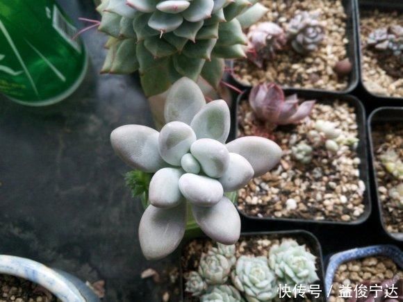 多肉丢水里好度夏,叶子疯狂吸水,几天就变胖了