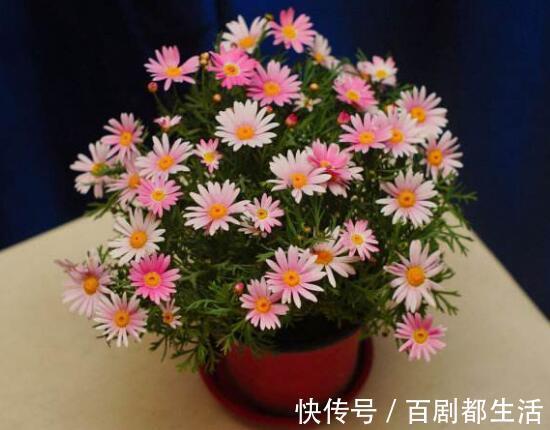 盘点十种招鬼的花,家里有这些花赶紧扔掉