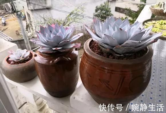 花盆|花盆不用买,变废为宝做一个,比买的还好看,分分钟惊艳朋友圈
