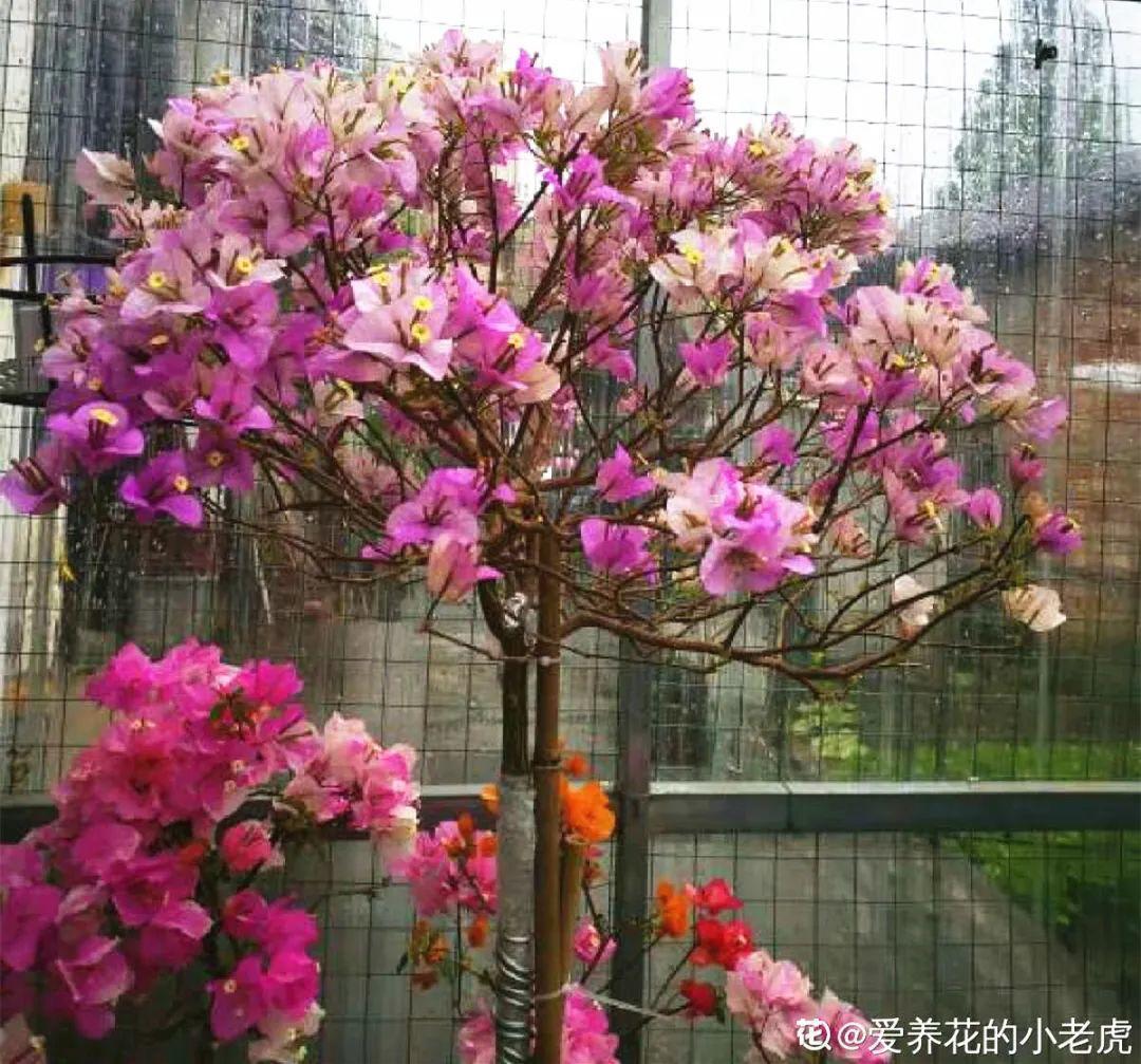 虐着养的花,剪成秃子,半月不浇水,呼呼开花