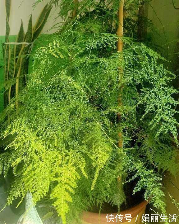 花友们|这种“养人”花,窗台客厅摆一盆,干干净净又杀菌