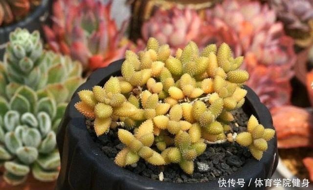 入夏,多肉断水还是不断肉肉进入休眠期后,要有这种浇水意识!