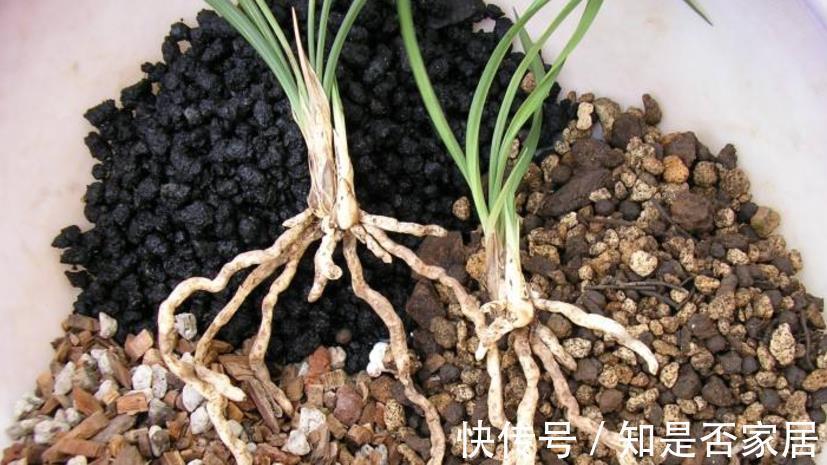 花色|养兰花红贵妃,盆栽显贵气,开花色艳浓香,易活