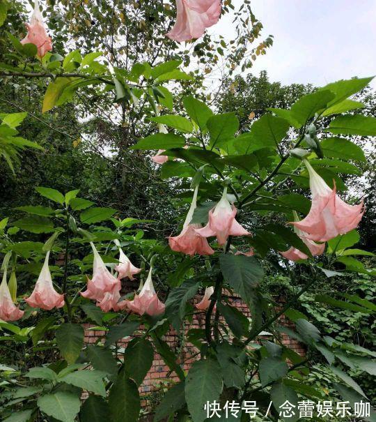 水仙花|8种常见“有毒花”，小心误买回家，家里有小孩要谨慎，安全第一