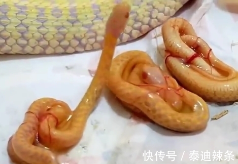 人人都说蛇是卵生 怎么这条是胎生的呢 那么它是哺乳动物吗 快资讯 人人都说蛇是卵生 怎么这条是胎生的呢 那么它是哺乳动物吗 快资讯
