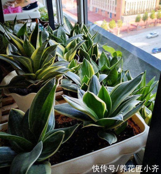 5种“助眠”花,最适合卧室养,好养易打理,整晚睡得香