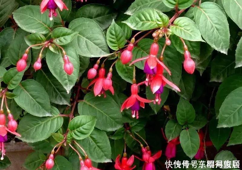 养花|这些“赔钱花”再漂亮也不要养,新手养殖要避开,不然越养越糟心