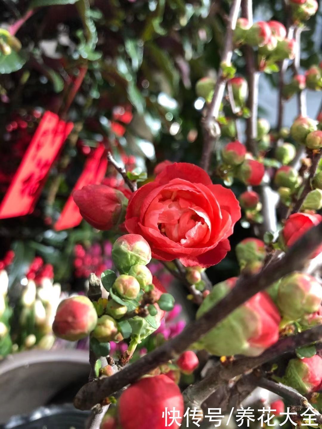 花友|3个养花坏习惯,要赶紧改掉,不然花养得再多也养不好