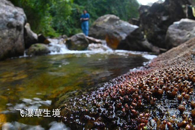  生长|这草好强，卵石上扎根，湍流中生长