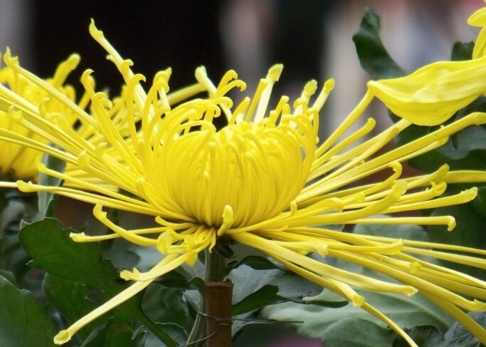 土壤|喜欢养菊花，不如养“帝女花”，花期10-11月，还能清热解毒