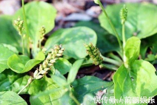 皮肤过敏|农村随处可见的车前草,不仅可以抗菌消炎,对我们还有许多好处