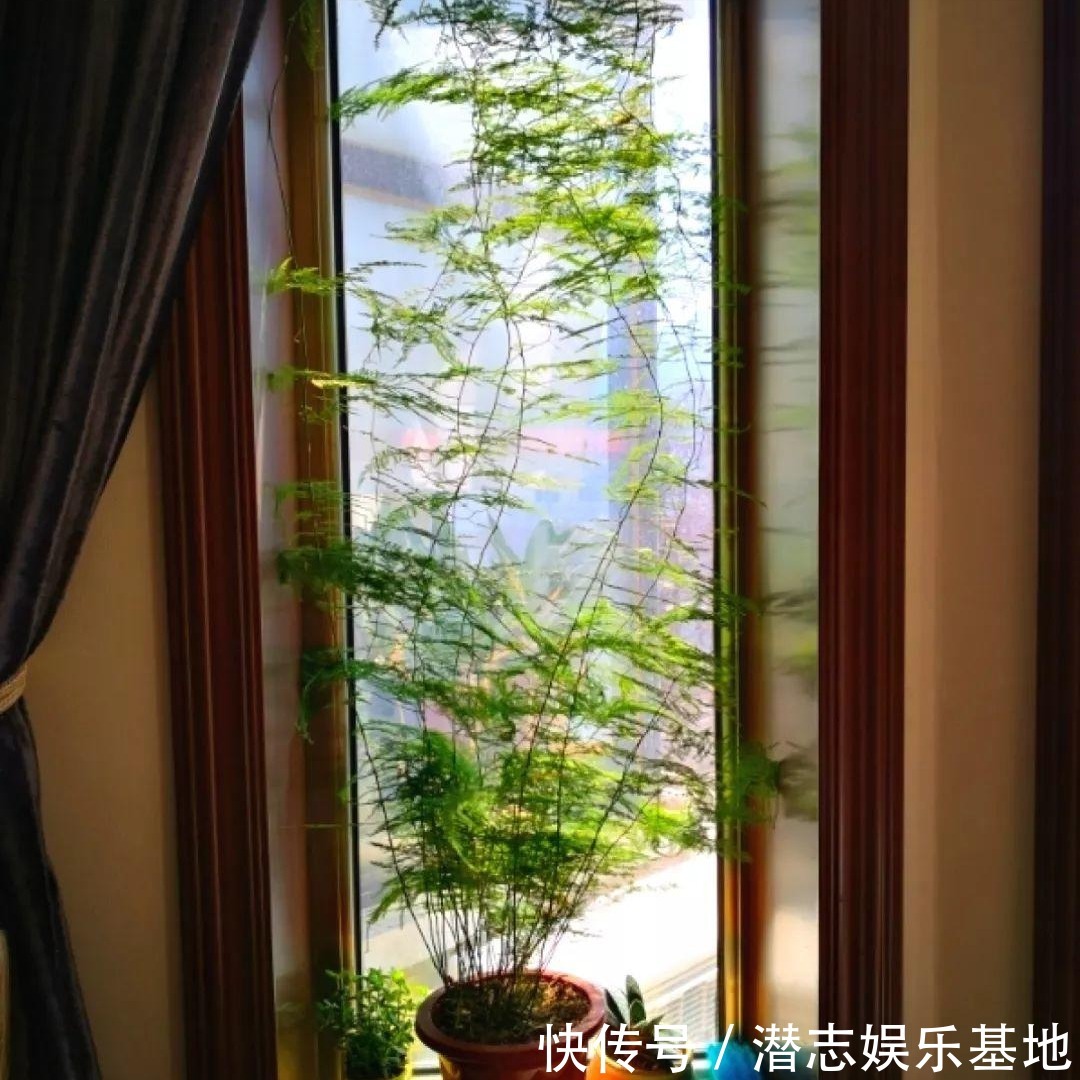 6种“漂亮花”，长了就狠剪，舍不得剪害处大，耽误一年开花量