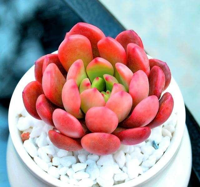 多肉只能露养色彩斑斓，聪明的人教你3点，一学就会