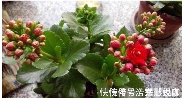 君子兰|君子兰、长寿花、蟹爪兰总不开花,可能盆里缺点它,加一点就开花