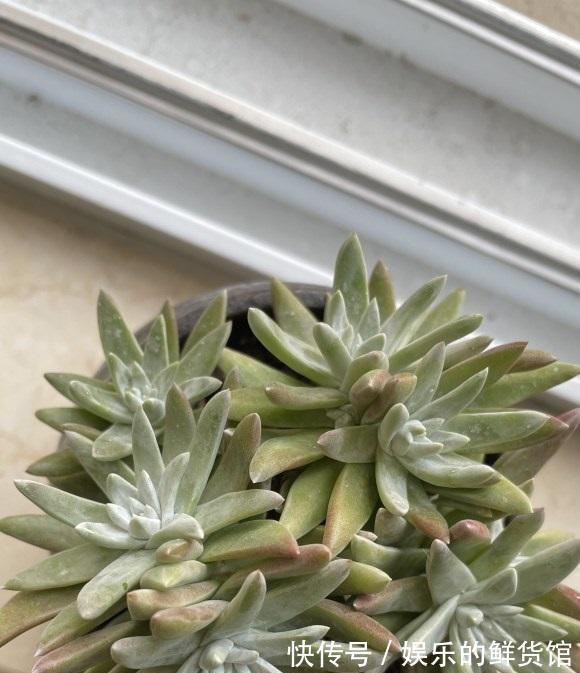 仙女杯|养多肉,发根速度慢,种之前先修根,不要带土上盆栽种