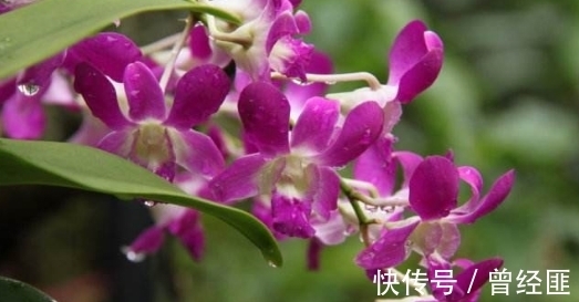 盆栽石斛兰怎么养?养护记住以下3点,花朵清新优雅,花期来得快