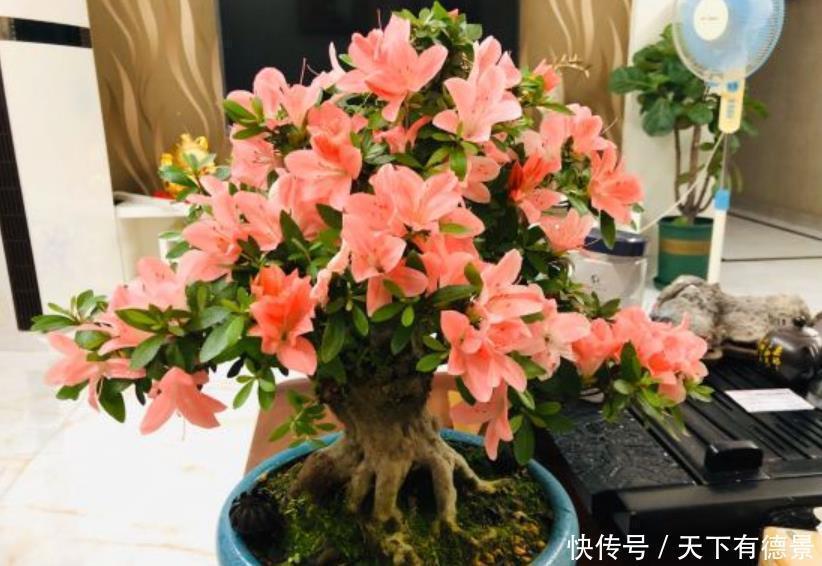 阳台养花，“3种土”不能用，好的土壤，才是养好花的关键