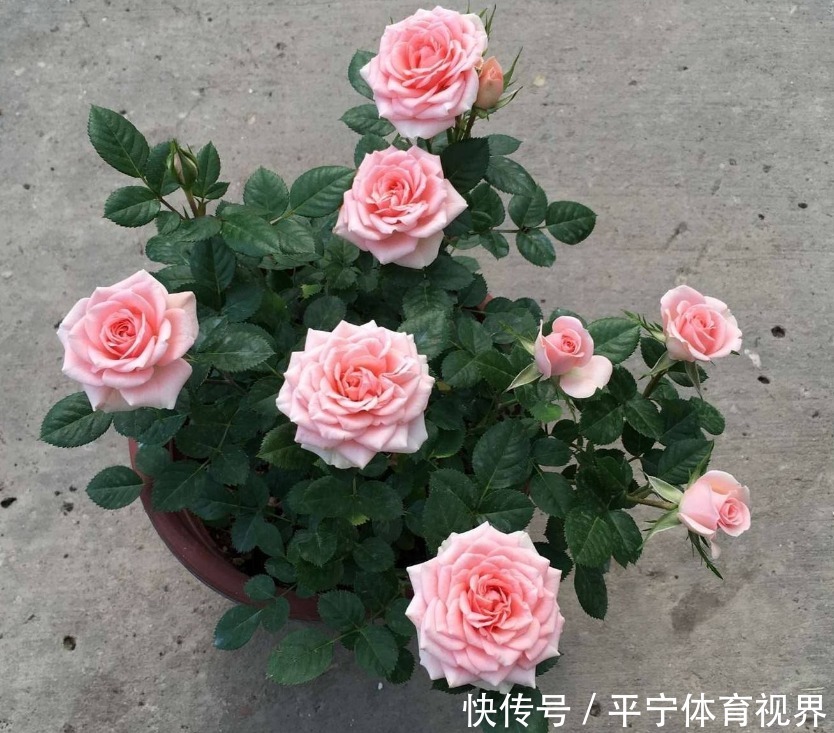 磷酸二氢钾|养花不用分开补水增肥，轮着用它们浇灌，植物好、土壤好！