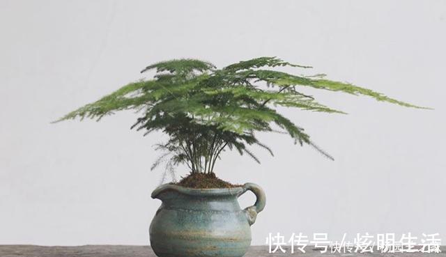 文竹|养文竹浇水要小心,注意3个方法,不黄叶、不烂根,蹭蹭长