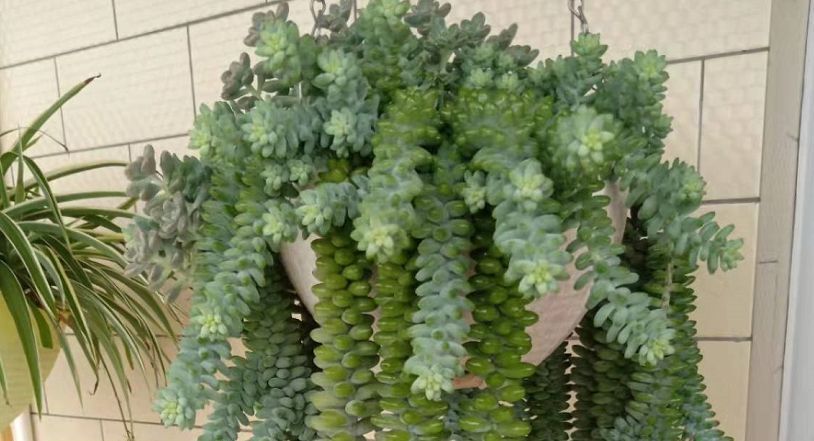 解析多肉养殖技巧:如何将玉缀“小苗”养成“瀑布”?