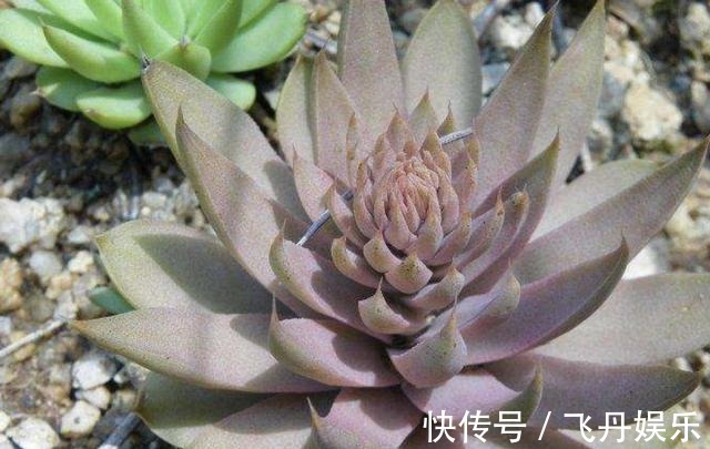 瓦松|瓦房上的1种“多肉”,都叫它“野草”,殊不知用处大,别拔