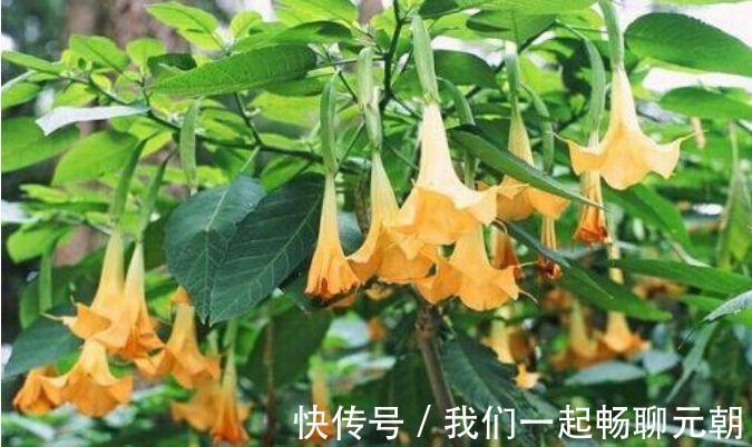 4种花自带财运,好养易活不招虫,比牡丹好看,比吊兰好养