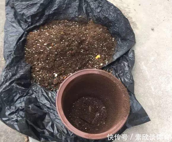 栀子花最怕它,碰上就没救,再上心都养不活!