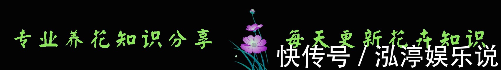 月季|喜欢菊花,不如养盆“玫瑰精品”失忆,初恋的感觉,让人忘不了