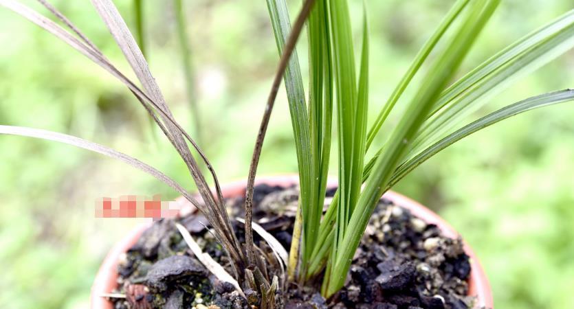 兰花|天热兰花常生茎腐病？预防、治疗两手抓，平安度夏没问题