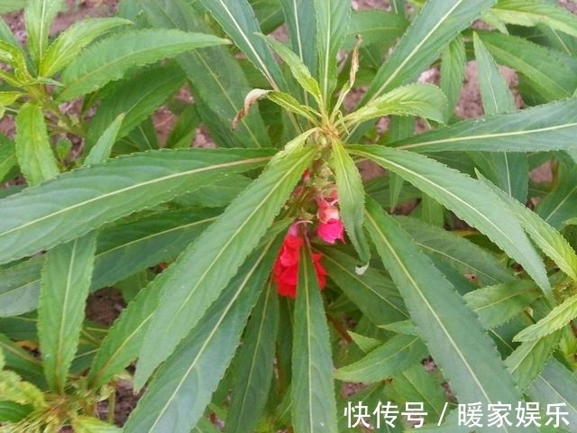 绿萝|“这”几种花再喜欢也不要养，对“身体”不好，现在知道不晚