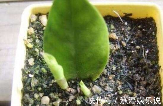 叶片|多余的叶片别浪费，试试扦插，不停冒嫩芽！