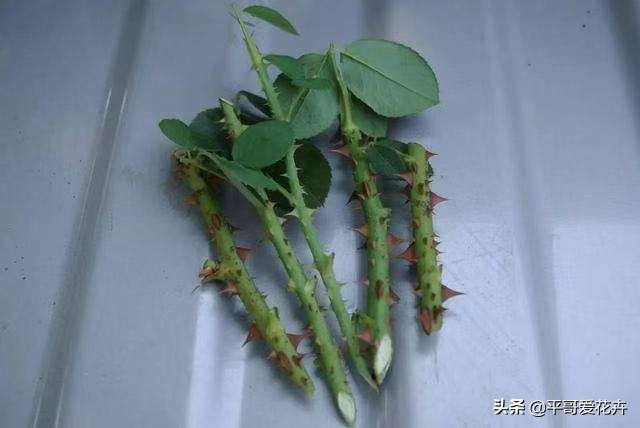 养花|“3种花”适合9月扦插，温度适宜，生根快，而且不黑腐、不烂根