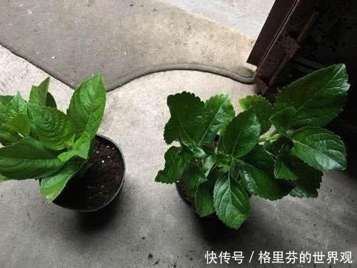 养花小技巧5个实用的养花技巧,简单有效,新手也能变老手