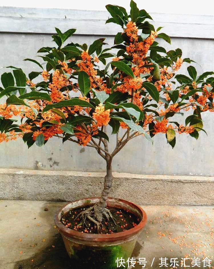 家庭盆栽桂花树,牢记3点,秋冬呼呼开花,香味浓郁特迷人