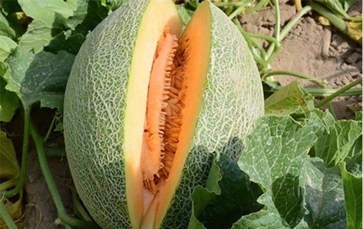 康熙给一水果取名字,却犯一个地理错误,导致水果名被叫错400年