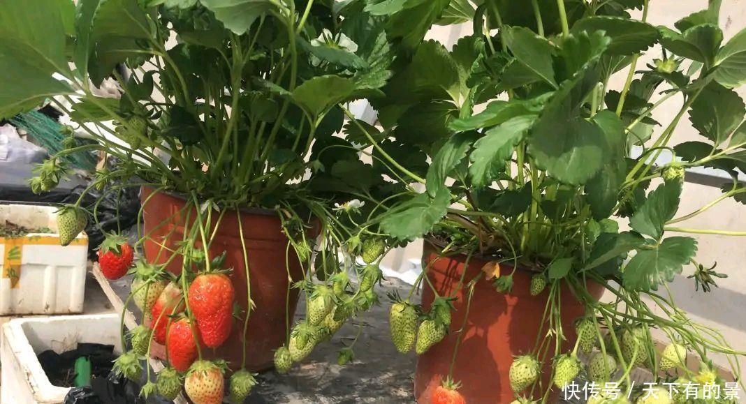 草莓|阳台如何种草莓,记住3点就好了,果多又甜,能结好几茬