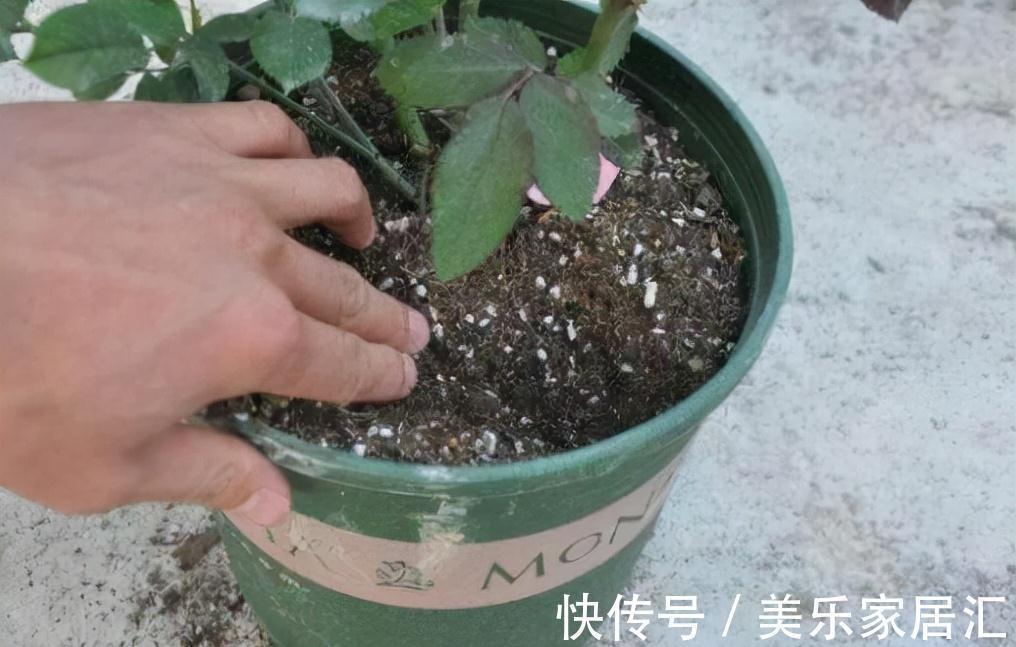 老花匠|老花匠养花，从来不买花肥，只用这3种黄金土，盆盆都能爆