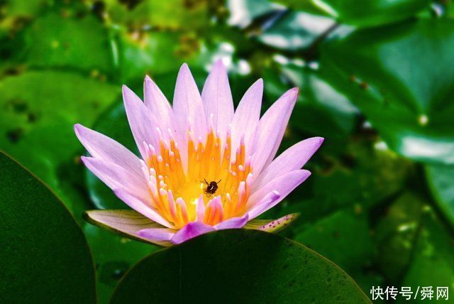 生肖龙|7月，旧情复原，痴心绝对，告别贫穷的生肖