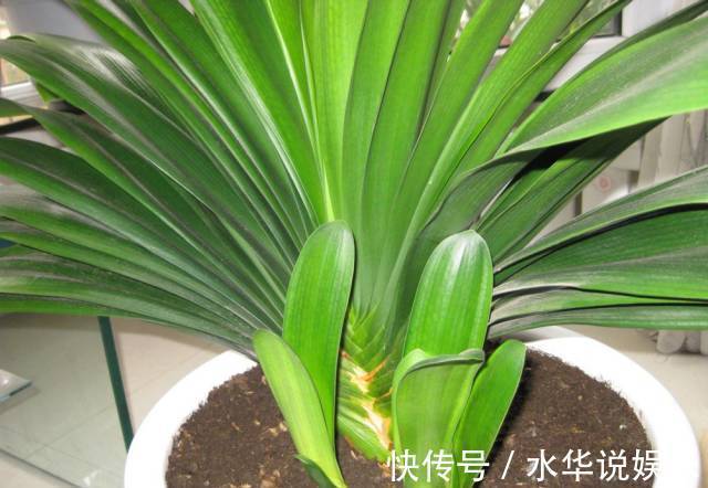 君子兰根部冒出小芽怎么办只需5个步骤,一盆变多盆很简单