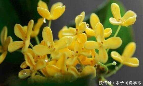 养花试试此几款,花开繁盛花香怡人,阳台开成花海,漂亮好养