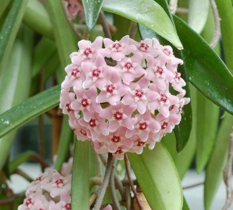 球兰|现在“种下”5种花,只需1片叶子,秋冬开满阳台,开花一茬接一茬