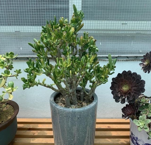 椰壳|这花叫马蹄掌，也叫吸财树，寓意“招财进宝”，比多肉还好养