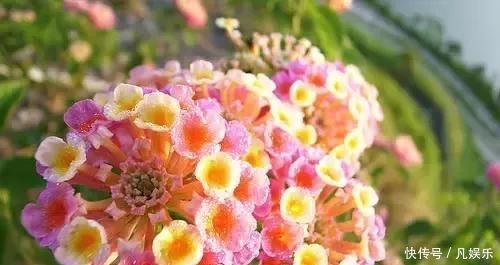 严禁入室的花,看完吓一跳你家里有木有