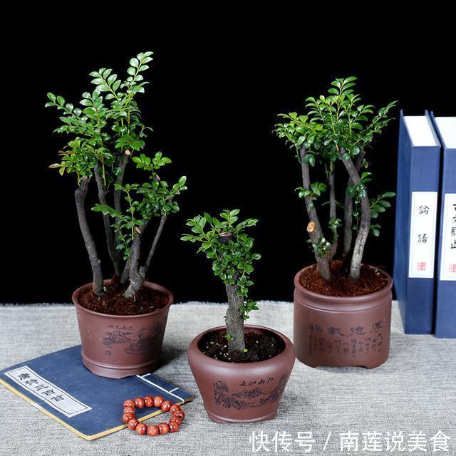 农村最值钱的“树”,如果看到了挖回去种,好看还养人