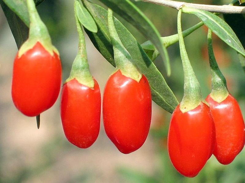 营养物质|长期吃枸杞能给身体带来什么,四个好处,希望你全部不要错过