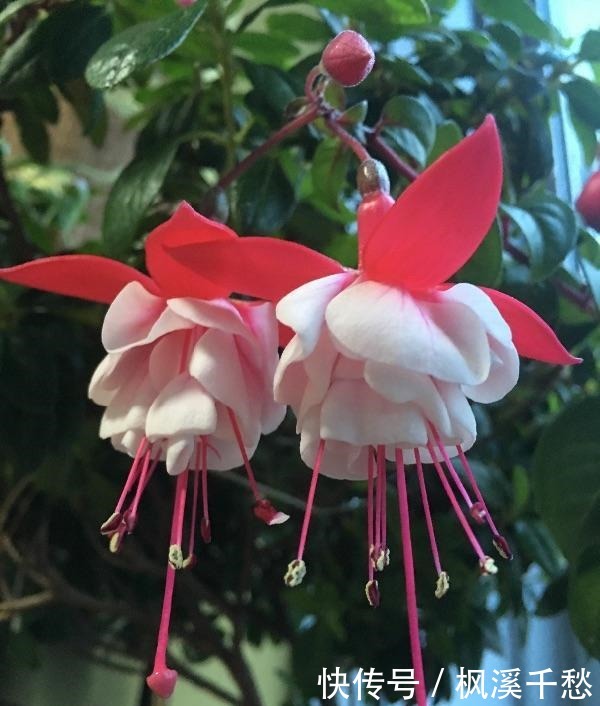 新手不要买3种花,养不活浪费钱,还生一肚子气!