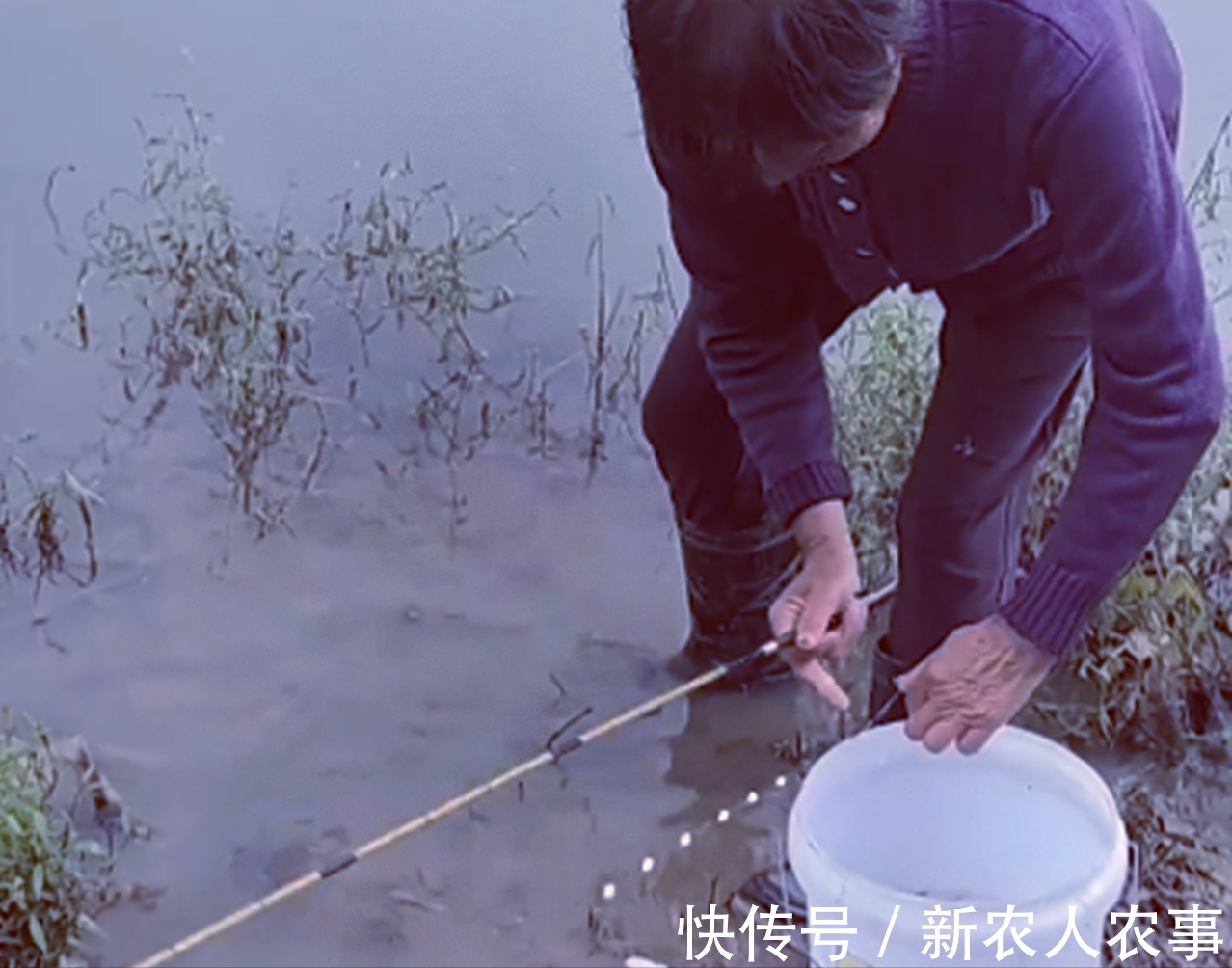 渔获|当大妈爱上了钓鱼,站在水中一动不动,桶里的渔获成为了亮点