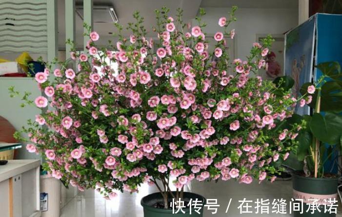 碱性|室内养花必备4种“水”，才能不黄叶、不烂根，啥花都敢养！