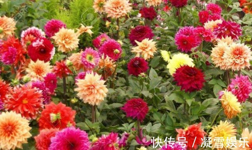 光照|养花就养个花期长的,浇点水晒晒太阳就疯长,开花不断