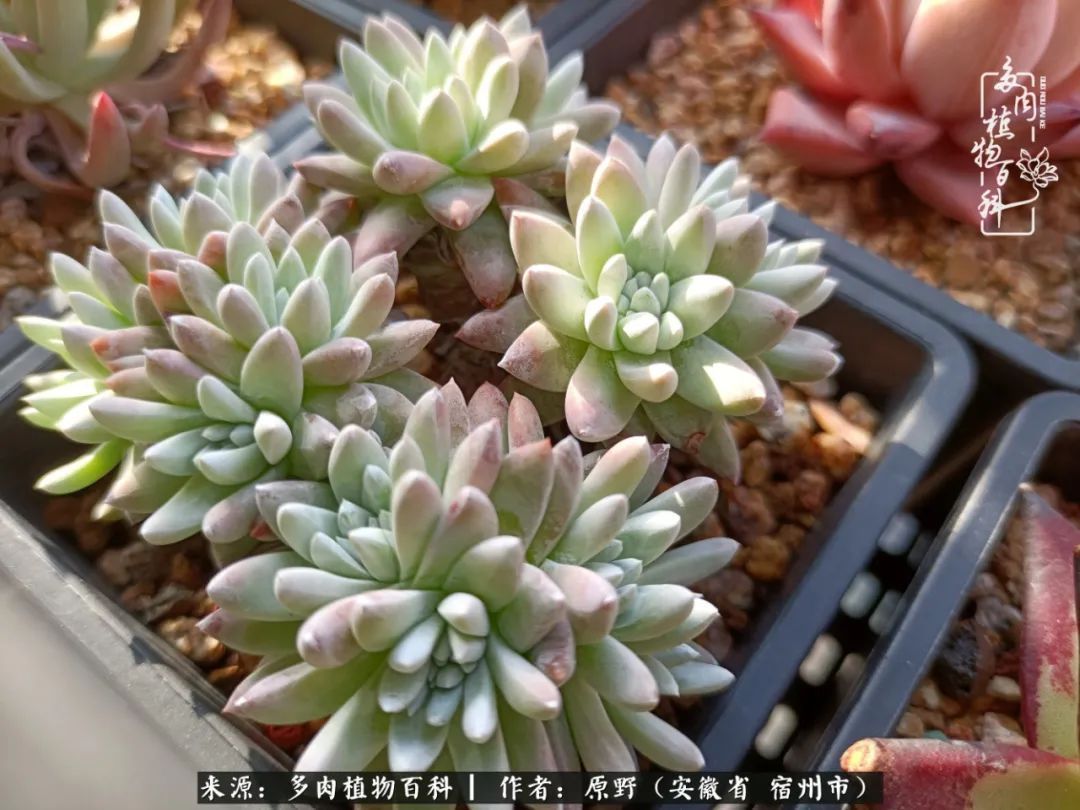 揭秘那些干净又温暖的多肉照片从哪里来